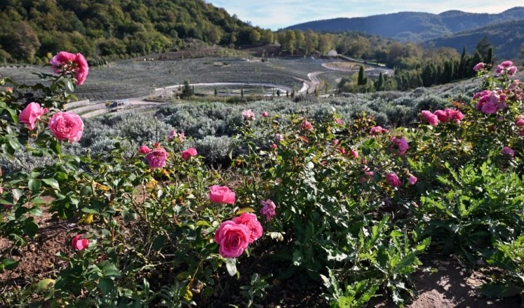 Chiêm ngưỡng kiệt tác 'Đêm đầy sao' của Van Gogh giữa lòng Bosnia Chiêm ngưỡng kiệt tác 'Đêm đầy sao' của Van Gogh giữa lòng Bosnia