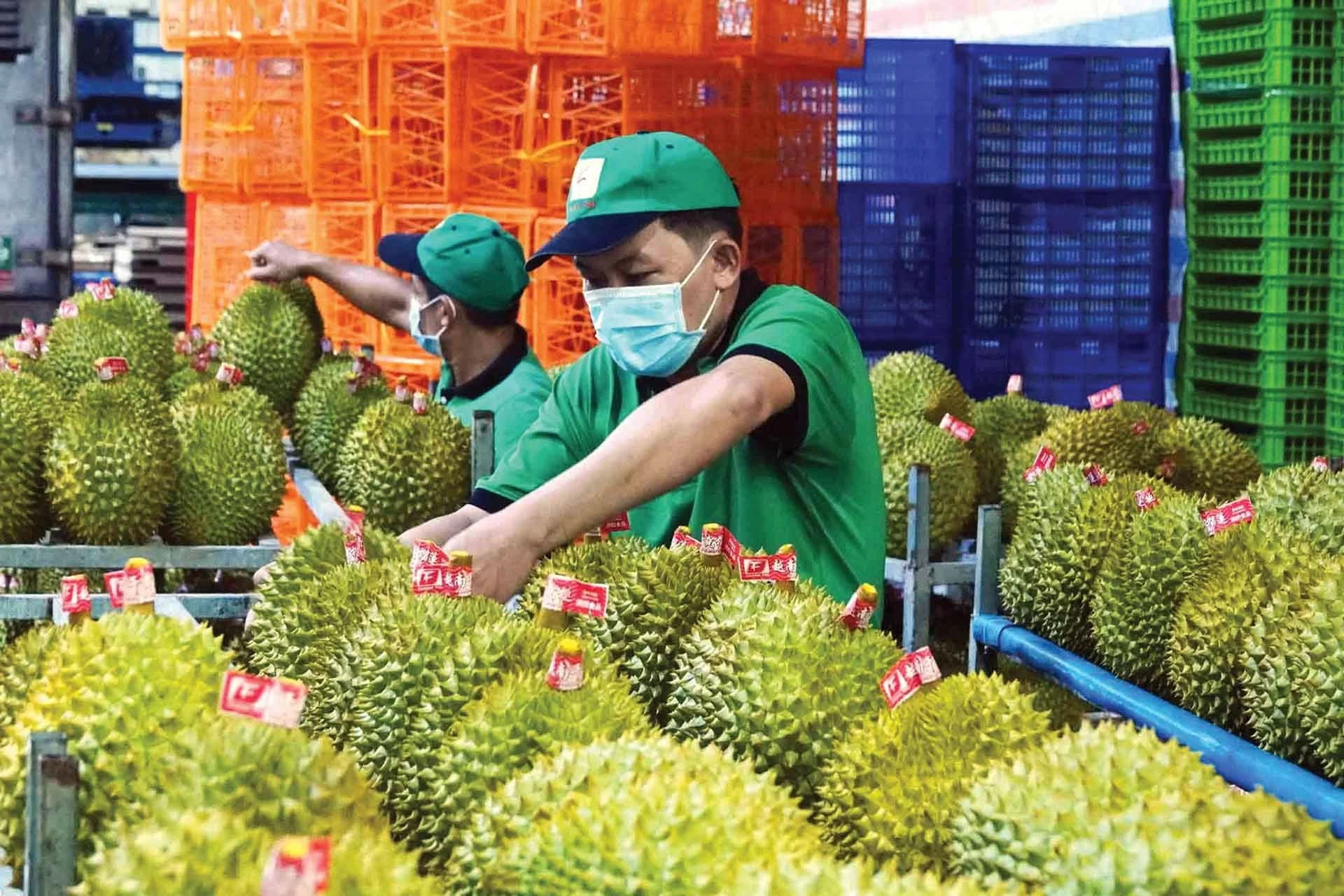 Sầu riêng là một trong những nông sản xuất khẩu chủ lực của Việt Nam. (Ảnh: Đào Ngọc Thạch) Sầu riêng là một trong những nông sản xuất khẩu chủ lực của Việt Nam. (Ảnh: Đào Ngọc Thạch)