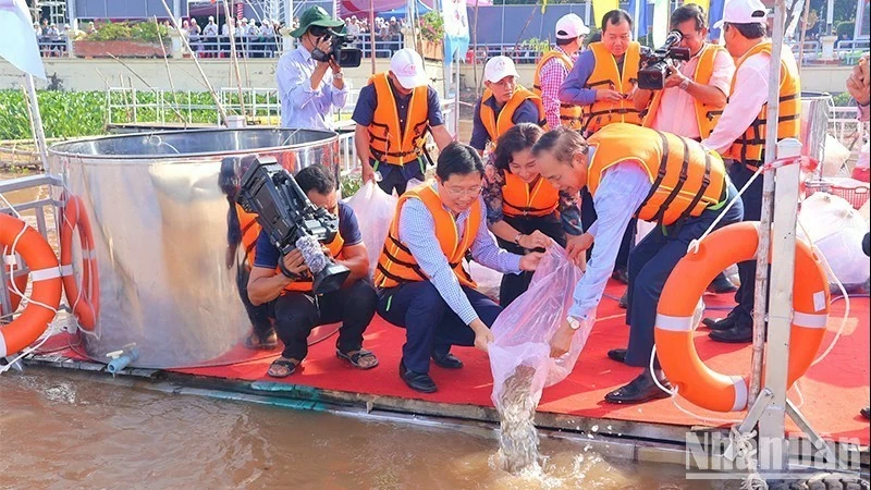 Dong Thap: Fish released to regenerate fisheries resources