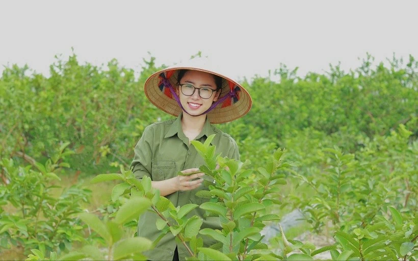 Cô gái Hải Dương biến lá ổi thành 'vàng xanh' trên đất mẹ