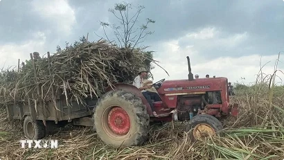 Vietnamese sugar cane tops ASEAN in productivity for first time