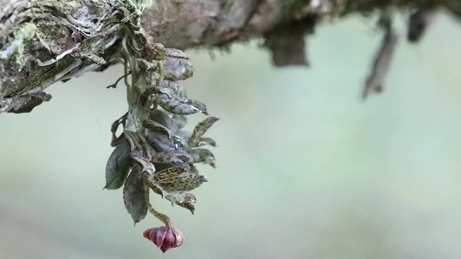 Trung Quốc: Loài hoa lan mới trong môi trường sống của gấu trúc khổng lồ