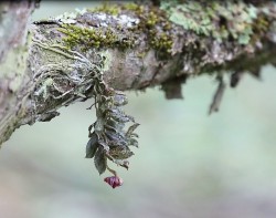 Trung Quốc: Loài hoa lan mới trong môi trường sống của gấu trúc khổng lồ