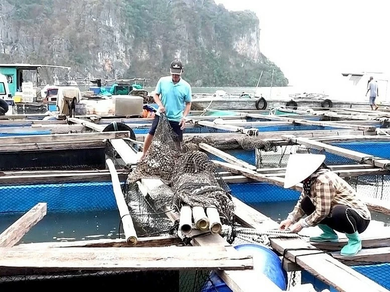 Thủ tướng chỉ đạo đẩy mạnh khôi phục sản xuất nông nghiệp sau bão số 3