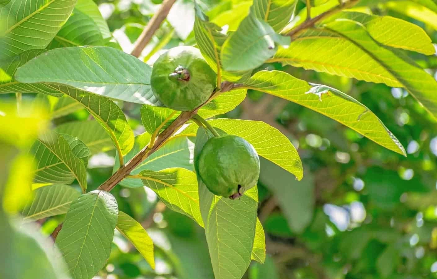 Những công dụng bất ngờ của lá ổi