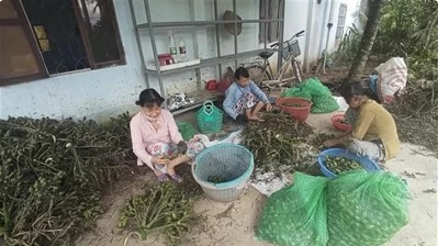 Prices of fresh areca nuts in Vietnam hit record highs due to Chinese demand