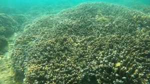 Nha Trang bay marine ecosystem records positive recovery