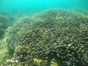 Nha Trang bay marine ecosystem records positive recovery