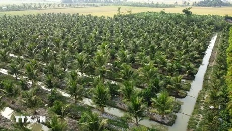 Nine coconut growing areas in Tra Vinh Province qualified to export to China