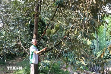 Tien Giang works to green up agricultural sector