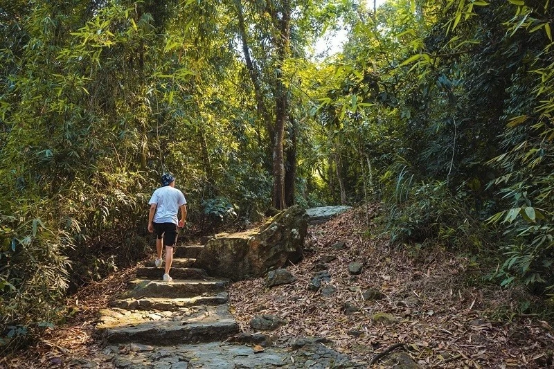 Sắc vàng hoa dã quỳ rợp kín cung đường lên Vườn Quốc Gia Ba Vì, Hà Nội