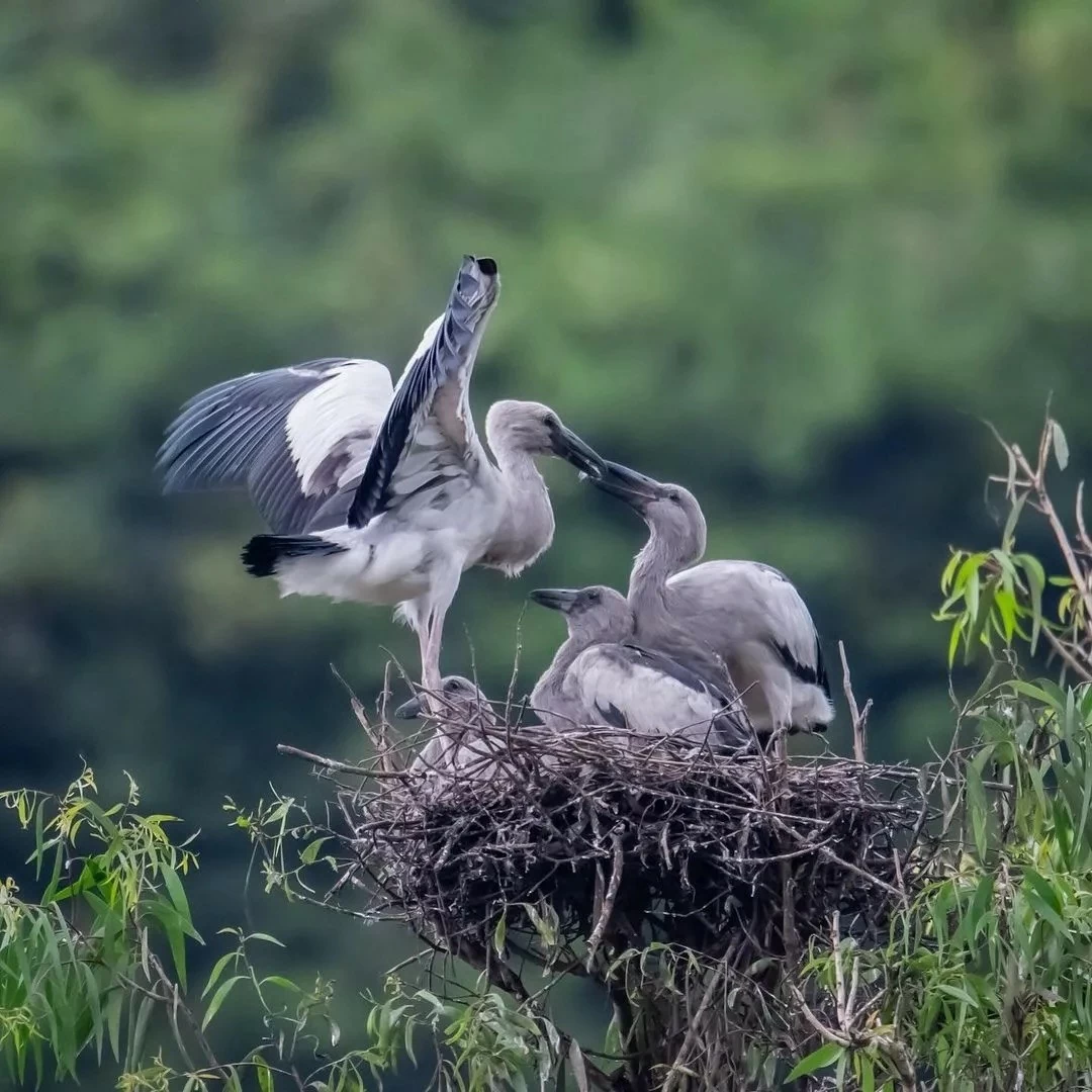 Thung Nham: Bức tranh thiên nhiên sống động trong lòng Tràng An