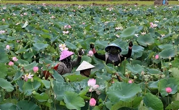 Upcoming startup forum to address green economy in Mekong Delta