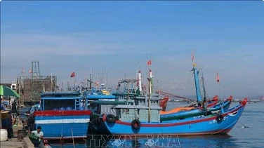 Quang Nam Province to deal with “three no’s” fishing vessels in November