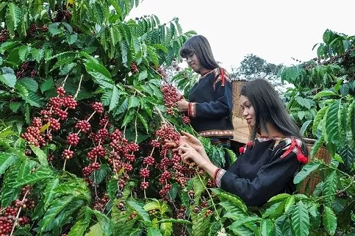 Coffee exports set to hit 5.6 billion USD in 2024