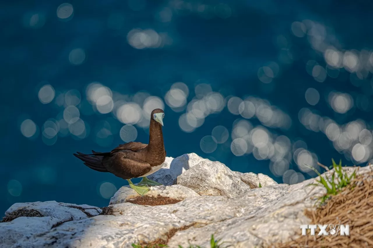 Hon Trung bird sanctuary has become a habitat and breeding ground for many rare bird species. (Photo: VNA)