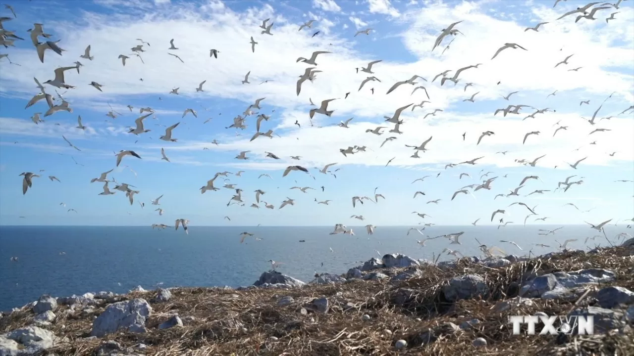 Con Dao national park awarded Vietnam record for Hon Trung seabird nesting site