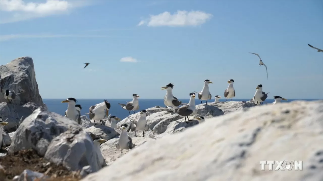 Con Dao national park awarded Vietnam record for Hon Trung seabird nesting site