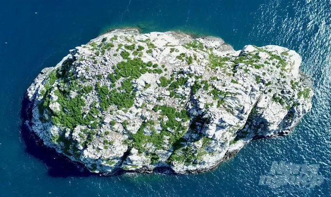 Con Dao national park awarded Vietnam record for Hon Trung seabird nesting site