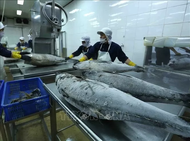 Vietnam’s tuna exports gain larger market shares in key markets