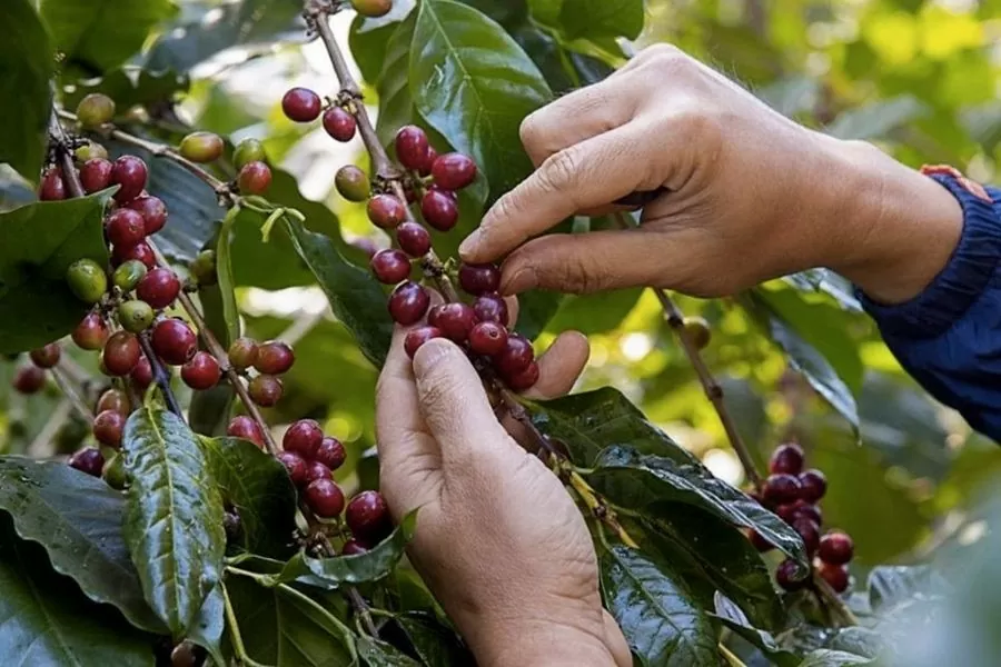 Vietnam’s coffee exports possibly top 5 billion USD for first time