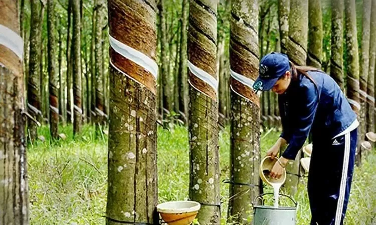 Rubber value soars in 2024: VRA