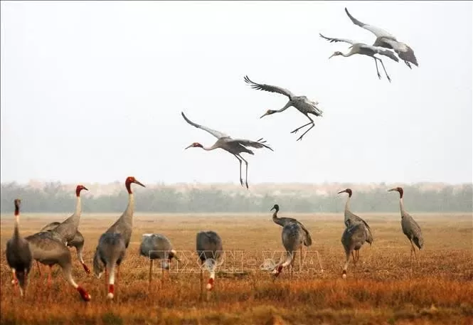 Dong Thap revives red-crowned crane population