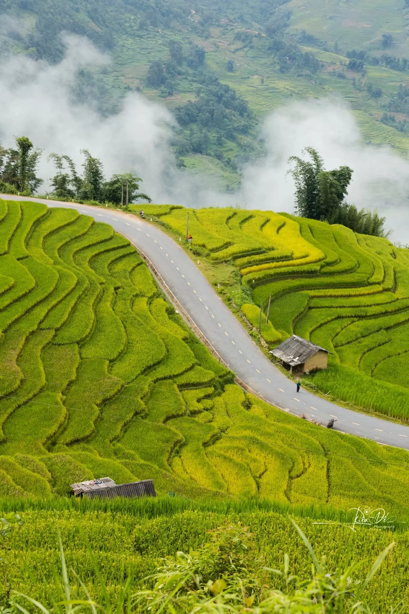 Khúc cua “săn mây ngắm lúa” làm nhiều du khách mê mẩn. (Ảnh: Hoàng Diệu Đế)