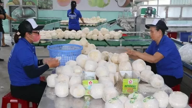 Processing fresh coconut for export at Hung Thinh Phat Cooperative, Cho Gao District, Tien Giang Province. (Photo: VNA)