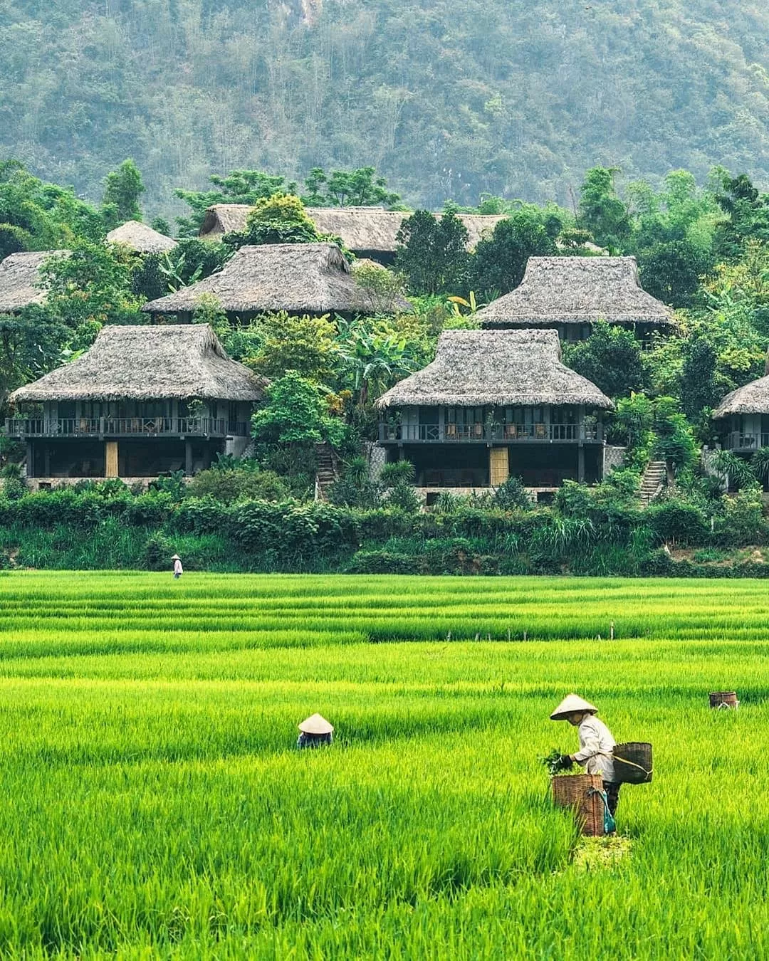 Mùa lúa chín ở Mai Châu Ecolodge. Ảnh: Khu nghỉ dưỡng