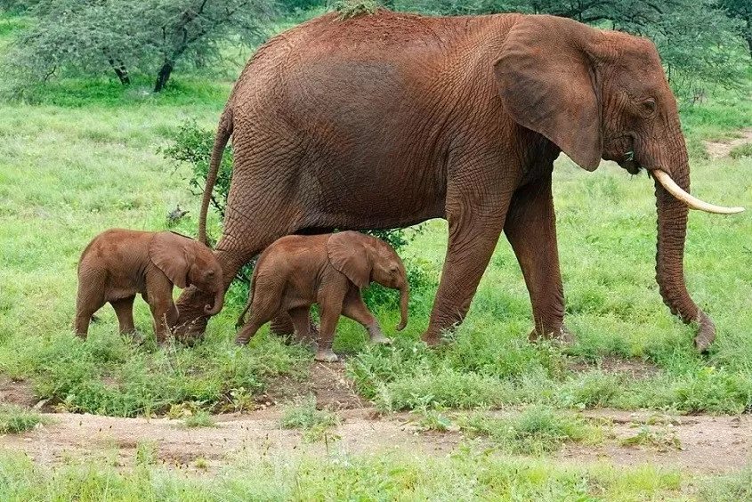 Kenya ghi nhận cặp voi song sinh thứ 3 chào đời trong 3 năm Kenya ghi nhận cặp voi song sinh thứ 3 chào đời trong 3 năm