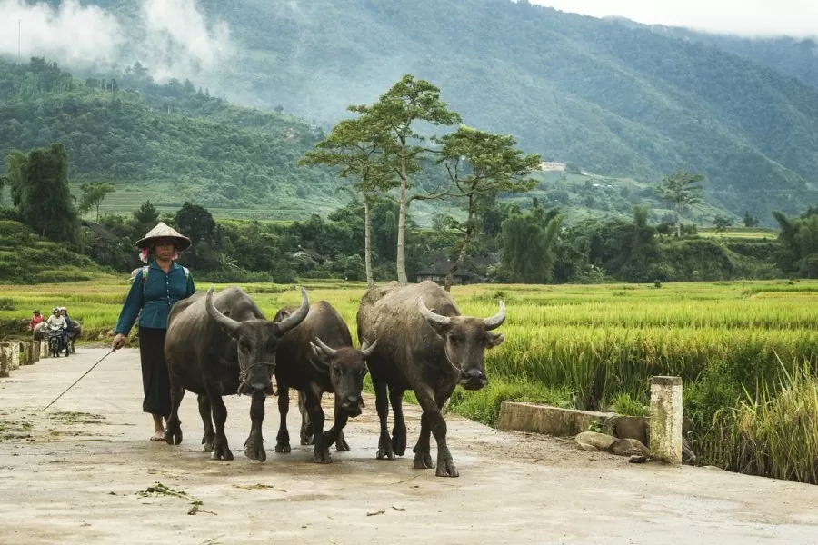 Trải nghiệm văn hóa dân tộc Thái tại Mù Cang Chải, Yên Bái