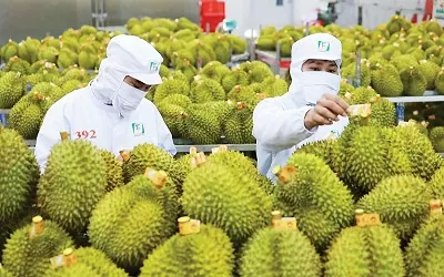 Vietnam tightens fruit inspections after warning from China