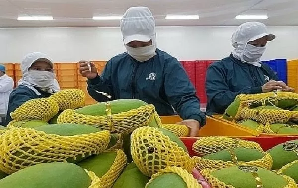 Vietnam eyes 8 billion USD in fruit, vegetable export value in 2025