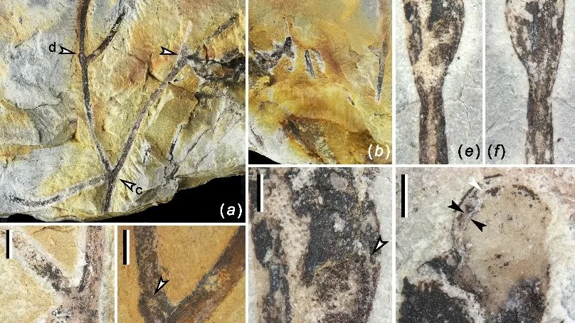 Hóa thạch thực vật 410 triệu năm tìm thấy tại Trung Quốc