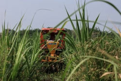 Ngành đường của một quốc gia Đông Nam Á lao đao do lệnh cấm đột ngột từ Trung Quốc