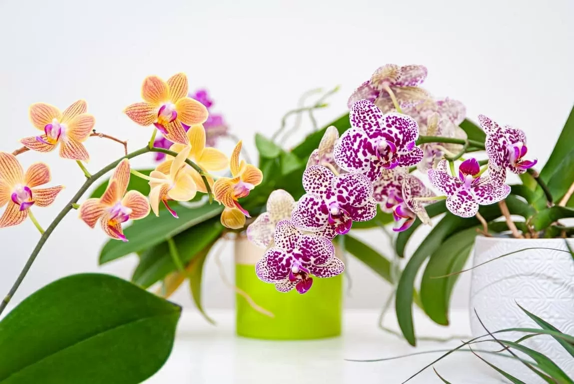 Lựa chọn hoa trưng trên bàn thờ ngày Tết sao cho phù hợp
