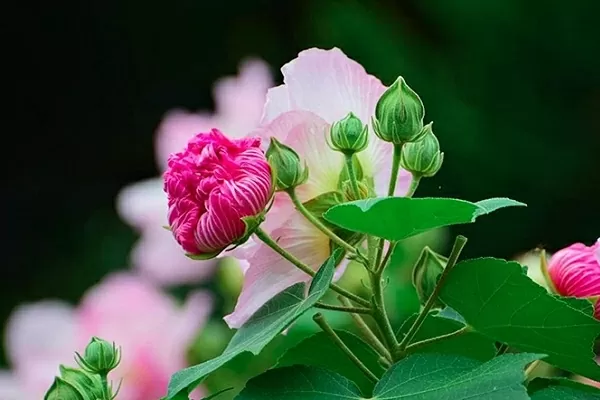 Lựa chọn hoa trưng trên bàn thờ ngày Tết sao cho phù hợp