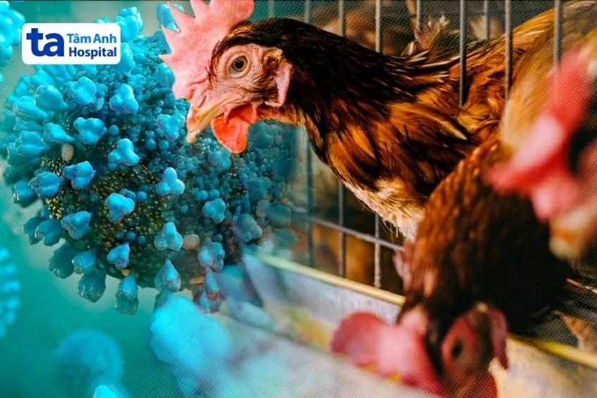 Cúm gia cầm H5N1. chưa có bằng chứng nào cho thấy chủng virus A(H5N1) có thể lây từ người sang người. (Nguồn: Bệnh viện Tâm Anh) Cúm gia cầm H5N1. chưa có bằng chứng nào cho thấy chủng virus A(H5N1) có thể lây từ người sang người. (Nguồn: Bệnh viện Tâm Anh)