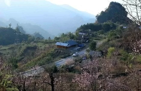 The peach blossoms colour the villages across Northwest as Tet and spring approach. (Photo: VNA)
