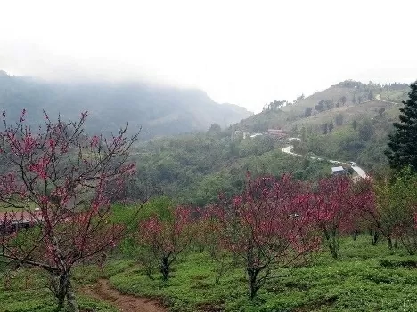Ancient peach tree in Deo Gio (Ngan Son, Bac Kan province) burst into vibrant bloom. (Photo: VNA)