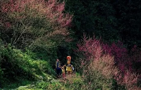 Peach blossoms blooms beautifully on Mount Mau Son. (Source: VNA)