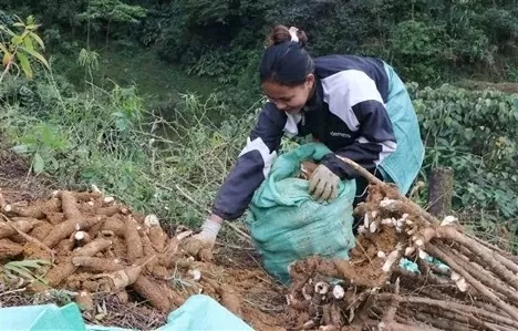 China continues to be the largest market for Vietnamese cassava