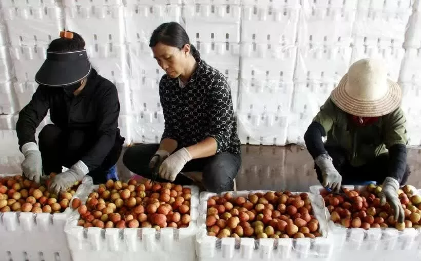Bac Giang develops 479 areas for key agricultural products