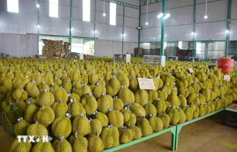 Vietnam's agricultural product exports shine in 2024