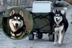 Trung Quốc: Trở thành shipper, chú chó Husky vụt sáng thành ngôi sao nổi khắp cõi mạng