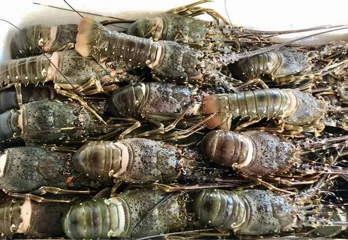 Chinese consumers spend 70 million USD on Vietnamese lobster in January