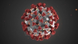 Trước thông tin chủng virus corona mới có thể xâm nhập tế bào người, giới khoa học nói gì?