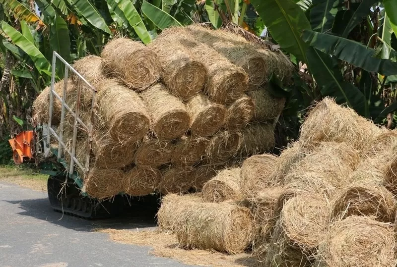 Tạo môi trường chính sách phù hợp để phát huy hiệu quả tiềm năng năng lượng sinh khối cho sản xuất bền vững ở Việt Nam Tạo môi trường chính sách phù hợp để phát huy hiệu quả tiềm năng năng lượng sinh khối cho sản xuất bền vững ở Việt Nam