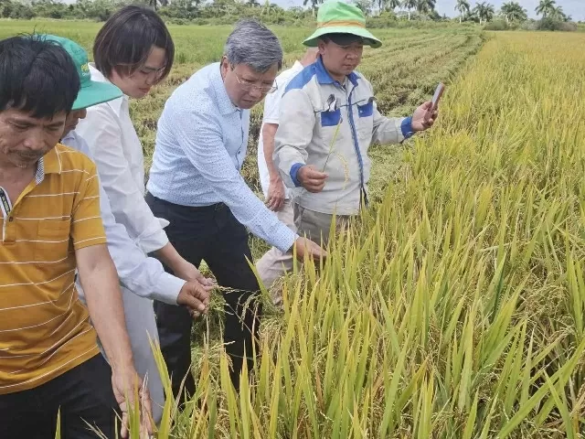 Rice Project cultivates the seeds of Vietnam-Cuba Friendship